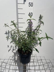 Buddleja d. 'Nanho Blue' geen maat specificatie cont. 2,0L - afbeelding 2
