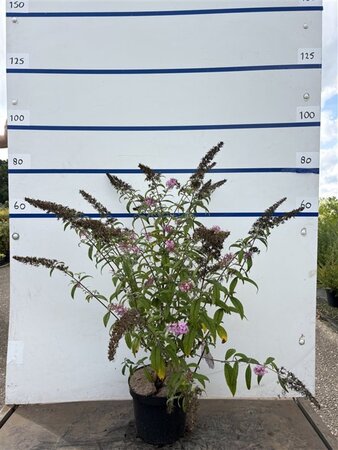 Buddleja d. 'Pink Delight' 80-100 cm cont. 7,5L