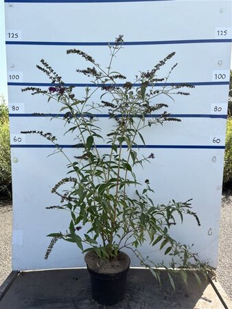 Buddleja d. 'Royal Red' 80-100 cm cont. 7,5L - afbeelding 4