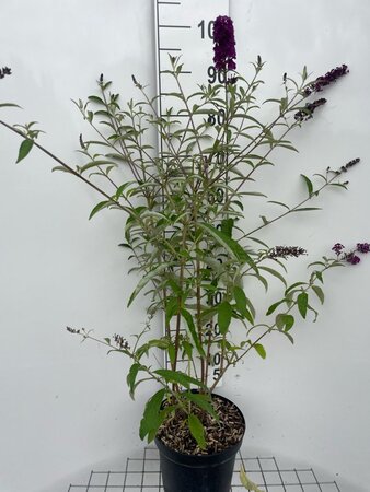 Buddleja d. 'Royal Red' 80-100 cm cont. 7,5L - afbeelding 3