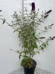 Buddleja d. 'Royal Red' 80-100 cm cont. 7,5L - afbeelding 3