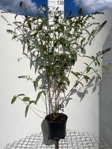 Buddleja d. 'Royal Red' 80-100 cm cont. 7,5L - afbeelding 2