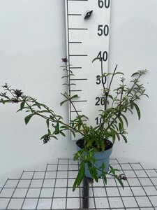 Buddleja d. 'Royal Red' geen maat specificatie cont. 2,0L - afbeelding 2