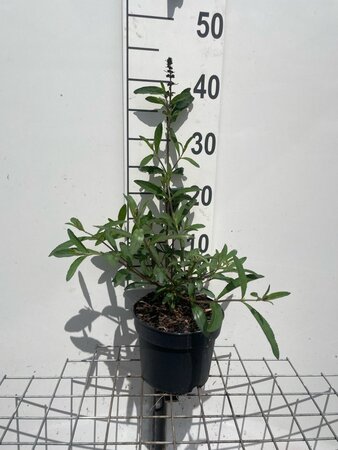 Buddleja d. 'Royal Red' geen maat specificatie cont. 2,0L - afbeelding 1