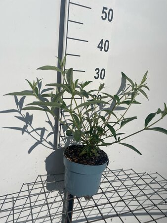 Buddleja d. 'Royal Red' geen maat specificatie cont. 2,0L - afbeelding 2