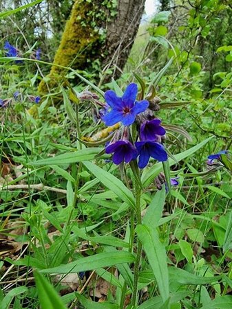 Buglossoides purpurocaerulea geen maat specificatie 0,55L/P9cm - afbeelding 2