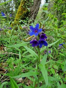 Buglossoides purpurocaerulea geen maat specificatie 0,55L/P9cm - afbeelding 2