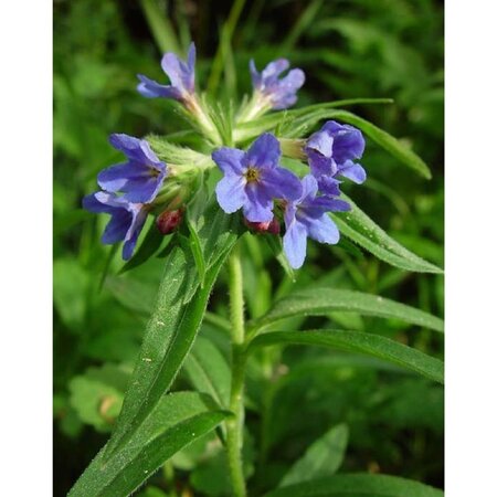 Buglossoides purpurocaerulea geen maat specificatie 0,55L/P9cm - afbeelding 2