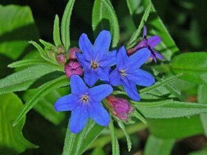 Buglossoides purpurocaerulea geen maat specificatie 0,55L/P9cm