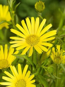 Buphthalmum salicifolium geen maat specificatie 0,55L/P9cm - afbeelding 2