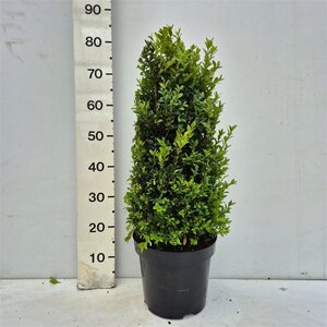 Buxus sempervirens 50-60 cm met kluit - afbeelding 3