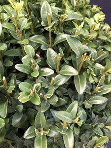 Buxus sempervirens 50-60 cm met kluit