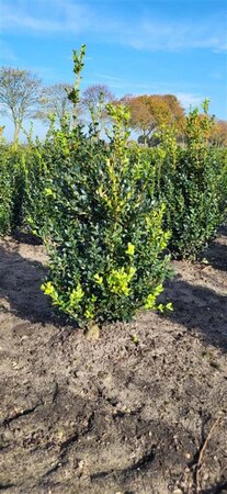 Buxus sempervirens 50-60 cm met kluit - afbeelding 2