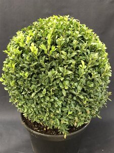 Buxus sempervirens 70 cm met kluit bol