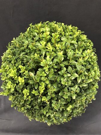 Buxus sempervirens 70 cm met kluit bol - afbeelding 3