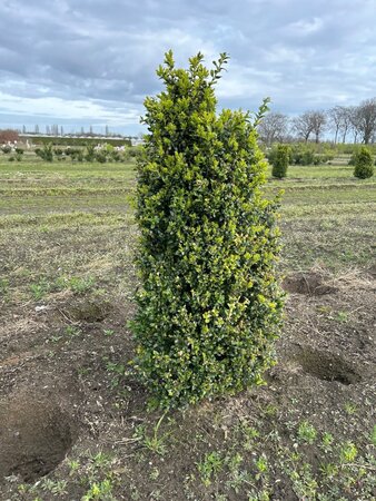 Buxus sempervirens 80-100 cm met kluit - afbeelding 3