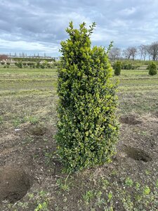Buxus sempervirens 80-100 cm met kluit - afbeelding 3