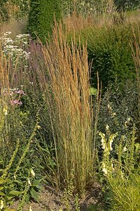 Calamagrostis acut. 'Avalanche' geen maat specificatie 0,55L/P9cm - afbeelding 2