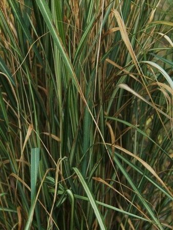 Calamagrostis acut. 'Avalanche' geen maat specificatie 0,55L/P9cm - afbeelding 1