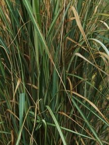 Calamagrostis acut. 'Avalanche' geen maat specificatie 0,55L/P9cm