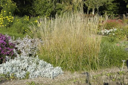 Calamagrostis acut. 'Waldenbuch' geen maat specificatie 0,55L/P9cm - afbeelding 1