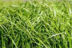 Calamagrostis acut. 'Waldenbuch' geen maat specificatie 0,55L/P9cm - afbeelding 2