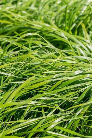 Calamagrostis acut. 'Waldenbuch' geen maat specificatie 0,55L/P9cm - afbeelding 3