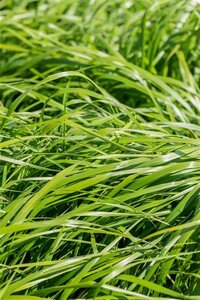 Calamagrostis acut. 'Waldenbuch' geen maat specificatie 0,55L/P9cm - afbeelding 3