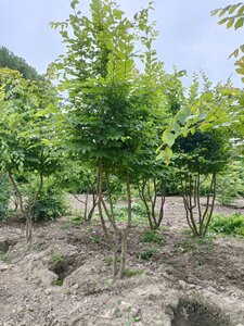 Carpinus betulus 300-350 cm draadkluit meerstammig