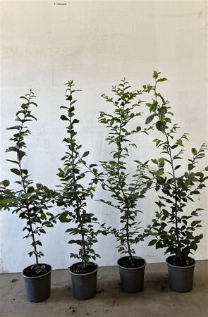 Carpinus betulus 80-100 cm cont. 2,5L - afbeelding 3