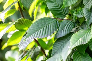 Carpinus bet. 'Lucas' 18-20 Hoogstam draadkluit 260 cm stam dakvorm 140 Versgeleid