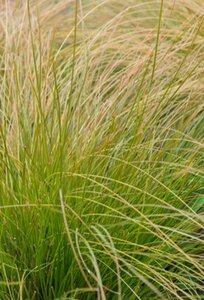 Carex comans 'Bronze Form' geen maat specificatie 0,55L/P9cm - afbeelding 2