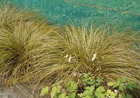 Carex comans 'Bronze Form' geen maat specificatie 0,55L/P9cm - afbeelding 1