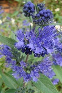 Caryopteris cland. 'Heavenly Blue' 30-40 cm cont. 2,0L - afbeelding 3