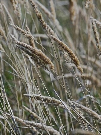 Calamagrostis epigejos geen maat specificatie 0,55L/P9cm - afbeelding 1