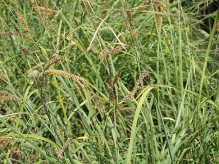Carex flacca 'Buis' geen maat specificatie 0,55L/P9cm - afbeelding 3