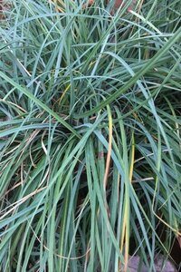Carex flacca 'Blue Zinger' geen maat specificatie 0,55L/P9cm