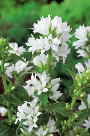 Campanula glom. 'Alba' geen maat specificatie 0,55L/P9cm - afbeelding 4
