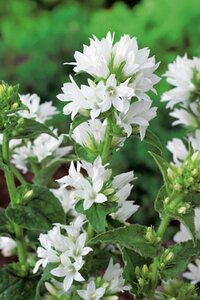 Campanula glom. 'Alba' geen maat specificatie 0,55L/P9cm - afbeelding 4
