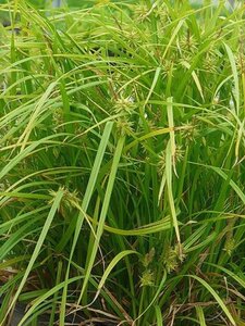 Carex grayi geen maat specificatie 0,55L/P9cm