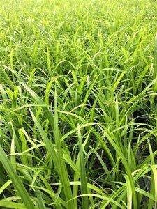 Carex grayi geen maat specificatie 0,55L/P9cm - afbeelding 4