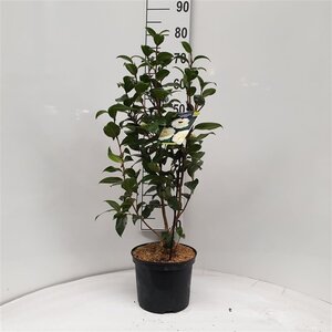 Camellia j. 'Brushfield's Yellow' LICHTGEEL 60-70 cm cont. 5,0L