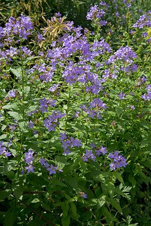 Campanula lactiflora geen maat specificatie 0,55L/P9cm