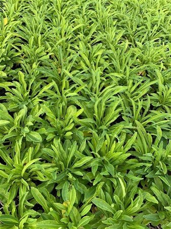Campanula pers. 'Alba' geen maat specificatie 0,55L/P9cm - afbeelding 1