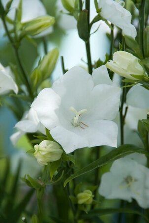 Campanula pers. 'Alba' geen maat specificatie 0,55L/P9cm - afbeelding 2