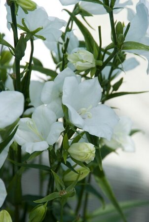 Campanula pers. 'Alba' geen maat specificatie 0,55L/P9cm - afbeelding 3