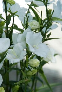 Campanula pers. 'Alba' geen maat specificatie 0,55L/P9cm - afbeelding 3