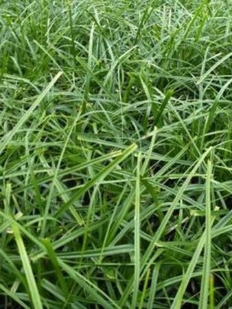 Carex oshim. 'Evergreen' geen maat specificatie 0,55L/P9cm - afbeelding 1