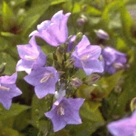 Campanula pers. 'Coerulea' geen maat specificatie 0,55L/P9cm - afbeelding 3