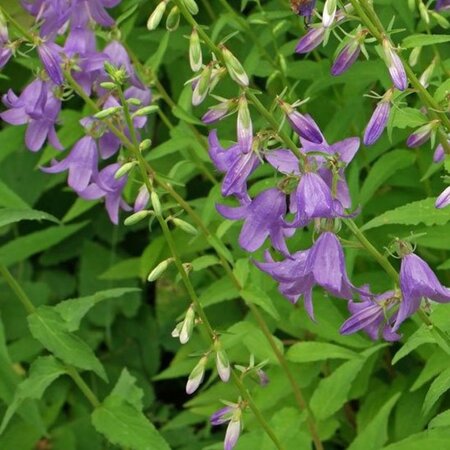 Campanula rapunculoides geen maat specificatie 0,55L/P9cm